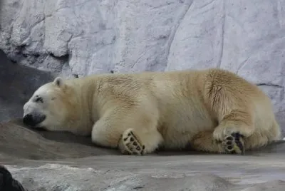 Urso no Aquário de São Paulo - SP