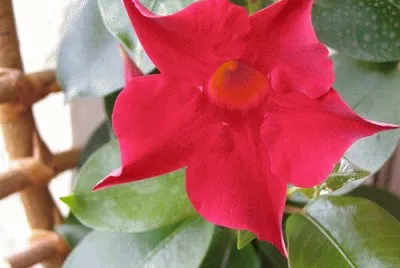 mandevilla