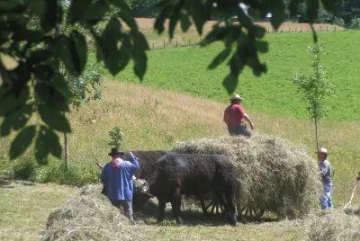 Fenaison (East Belgium)