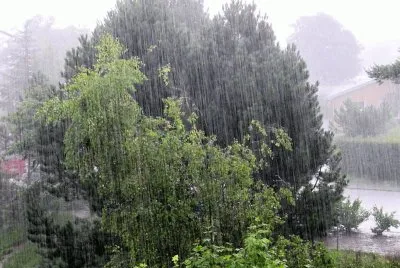 Rain in trees
