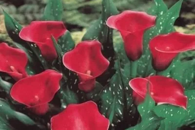 Flores