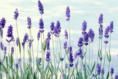 Flores