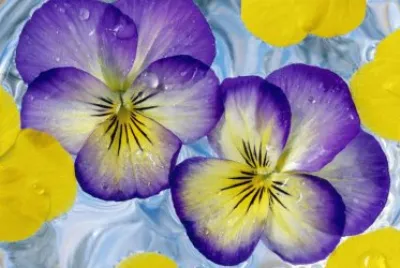 Flores