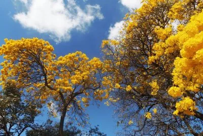 IpÃª Amarelo