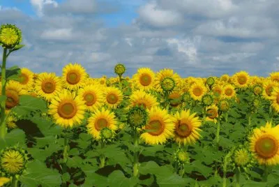 Plantaçao de Girasol