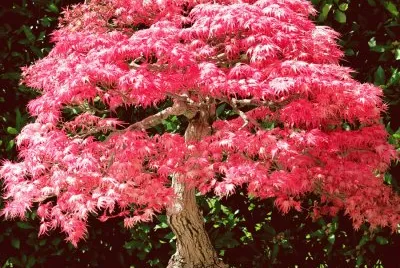 arce japones