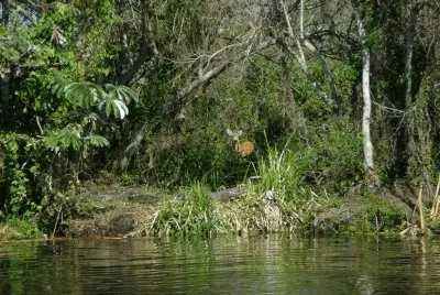 En los Esteros del IberÃ¡. Corrientes. Argentina