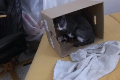 ×—×ª×•×œ×”