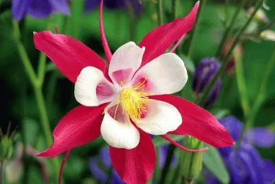 ancolie jigsaw puzzle