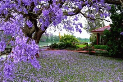jacarandas