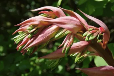 bechernia from the garden