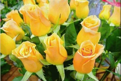 Rosas
