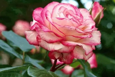 Rosas