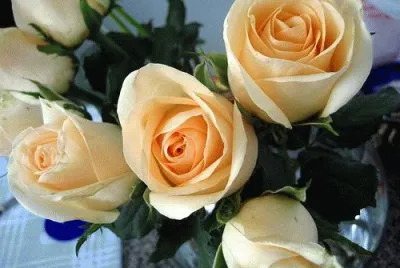 Rosas