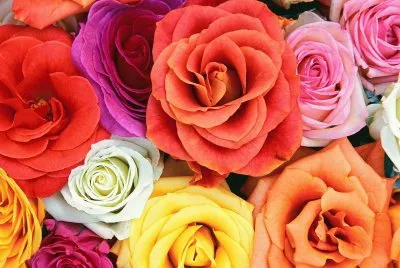 Rosas