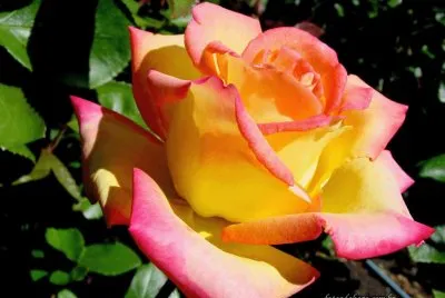Rosa