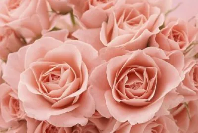 Rosas