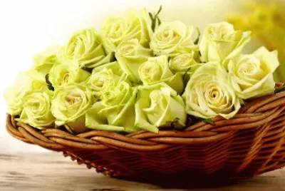 Rosas