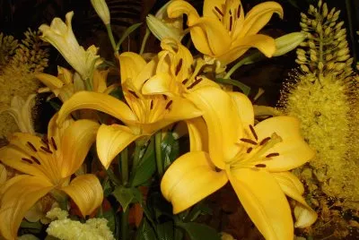 Flors