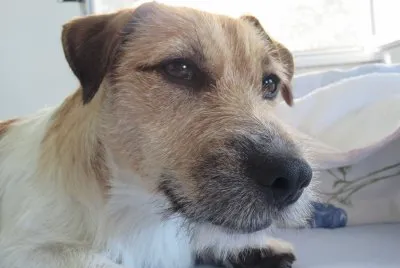 Macchia