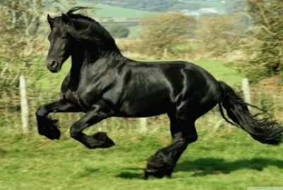 cavalo negro