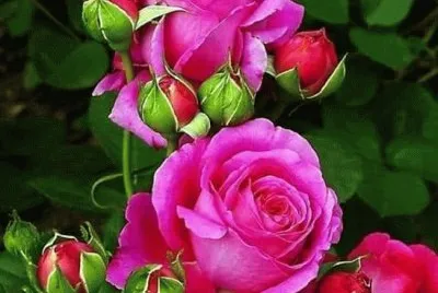 flores