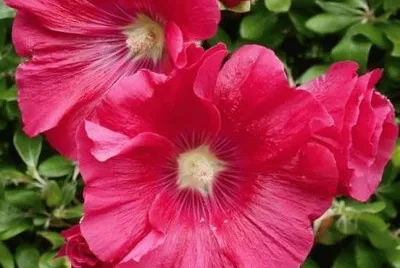 flores