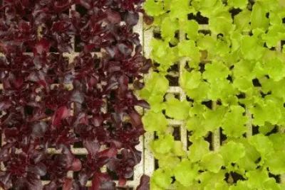 Alface Roxa e Verde