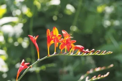 jardins de mÃ©tis