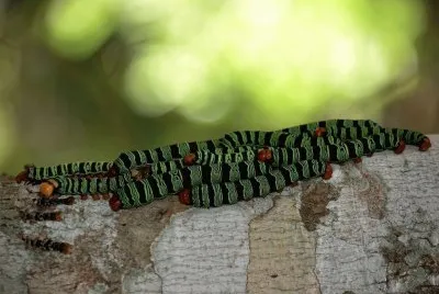 Lagartas