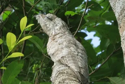 Mãe da Lua gigante