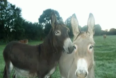 tendresse animale