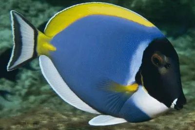 Pez cirujano