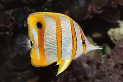 Pez mariposa