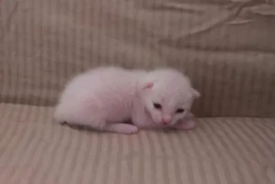 ×—×ª×œ×ª×•×œ