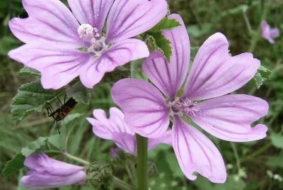 mauve