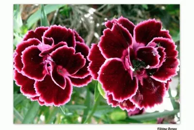 flores