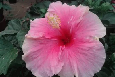 Hibisco