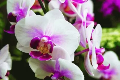 flores