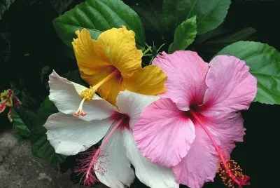 hibiscos