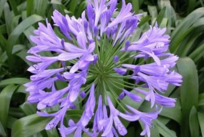 flores