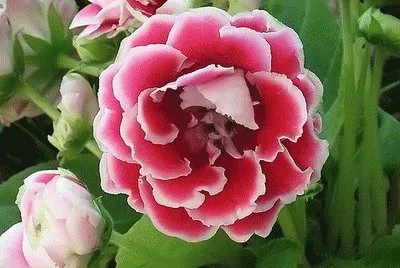 Flor