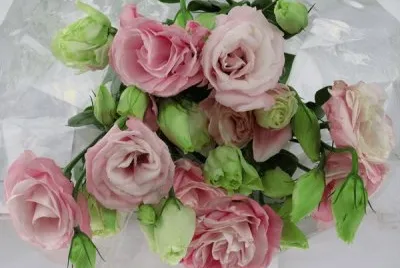 flores