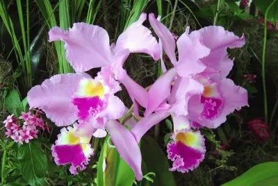 orquÃ­deas