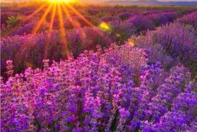 Natureza