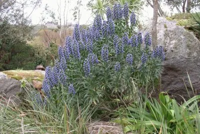 echium candicans