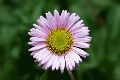 erigeron