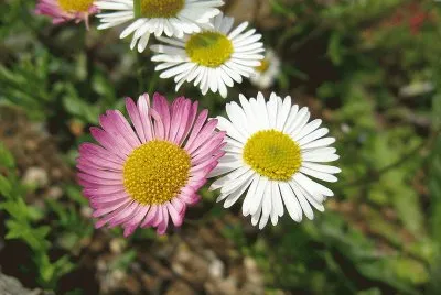 erigeron