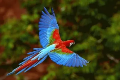 ARARA