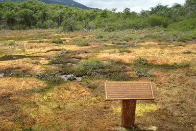 Turbal en el PN Tierra del Fuego. Argentina